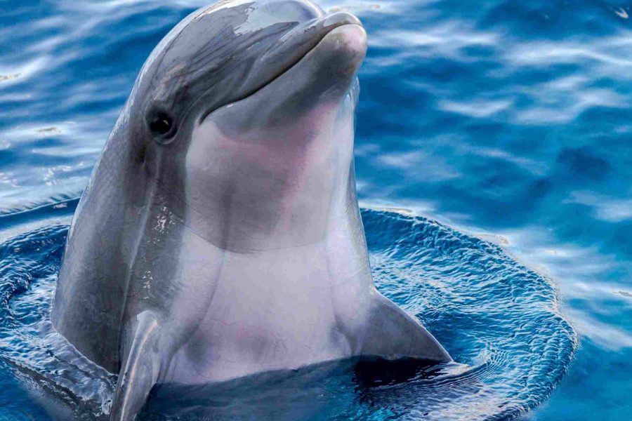 Dolphin Encounters Mauritius